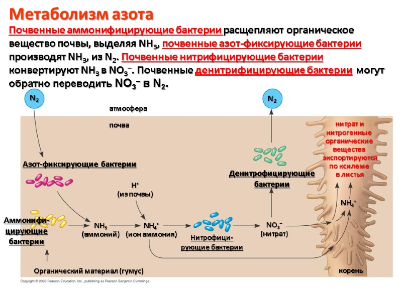 Азот-фиксирующие бактерии N2 Аммонифи- цирующие бактерии NH3 (аммоний) Органический материал (гумус) атмосфера почва H+